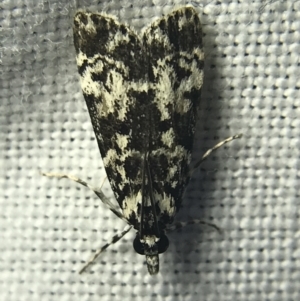 Scoparia exhibitalis at Garran, ACT - 14 Mar 2022 08:59 PM