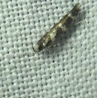 Limnaecia (genus) (A Gelechioid moth) at Garran, ACT - 14 Mar 2022 by Tapirlord