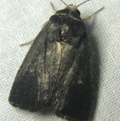 Proteuxoa unidentified species (MoV sp.21) at Hughes Garran Woodland - 14 Mar 2022 by Tapirlord