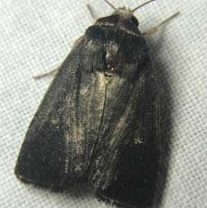 Proteuxoa unidentified species (MoV sp.21) at Garran, ACT - 14 Mar 2022