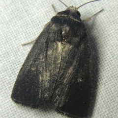 Proteuxoa unidentified species (MoV sp.21) at Garran, ACT - 14 Mar 2022