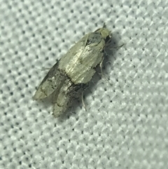 Tracholena sulfurosa (A tortrix moth) at Hughes Garran Woodland - 14 Mar 2022 by Tapirlord