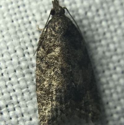 Thrincophora impletana (a Tortrix moth) at Hughes Garran Woodland - 14 Mar 2022 by Tapirlord