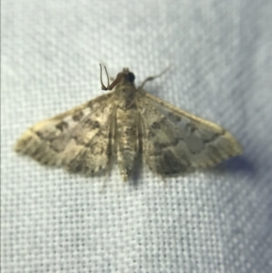 Nacoleia rhoeoalis at Garran, ACT - 14 Mar 2022