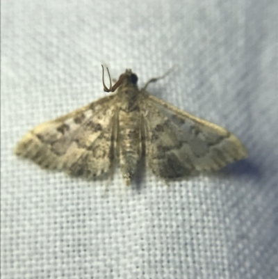Nacoleia rhoeoalis (A Crambid moth (Spilomelinae) at Garran, ACT - 14 Mar 2022 by Tapirlord