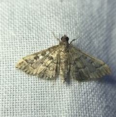 Nacoleia rhoeoalis at Garran, ACT - 14 Mar 2022 08:48 PM