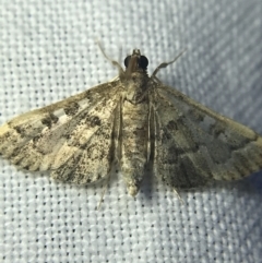 Nacoleia rhoeoalis at Garran, ACT - 14 Mar 2022 08:48 PM