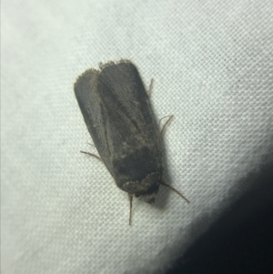 Proteuxoa unidentified species (MoV sp.21) at Garran, ACT - 14 Mar 2022 08:47 PM