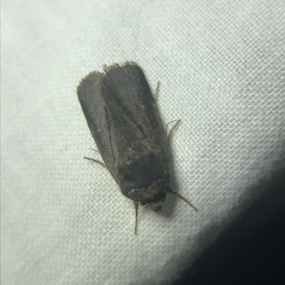 Proteuxoa sp. (21) (MoV, Part 9) (A Noctuid moth (Acronictinae)) at Garran, ACT - 14 Mar 2022 by Tapirlord