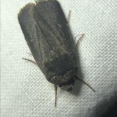 Proteuxoa unidentified species (MoV sp.21) at Garran, ACT - 14 Mar 2022 08:47 PM