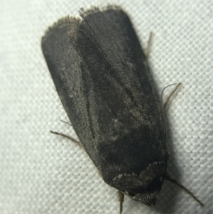 Proteuxoa unidentified species (MoV sp.21) at Garran, ACT - 14 Mar 2022 08:47 PM