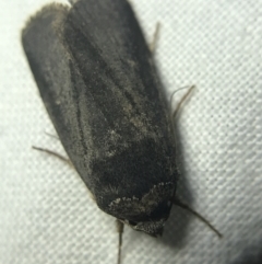 Proteuxoa unidentified species (MoV sp.21) at Garran, ACT - 14 Mar 2022 08:47 PM