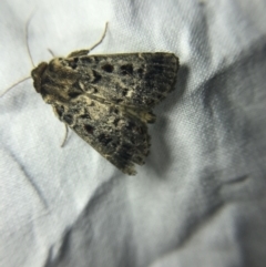 Proteuxoa sanguinipuncta (Blood-spotted Noctuid) at Garran, ACT - 14 Mar 2022 by Tapirlord