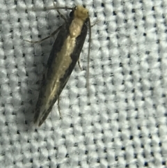 Monopis crocicapitella (Bird Nest Moth) at Hughes Garran Woodland - 14 Mar 2022 by Tapirlord