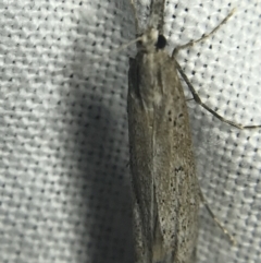 Hednota crypsichroa (A Crambid moth) at Hughes Garran Woodland - 14 Mar 2022 by Tapirlord