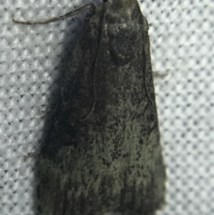 Unidentified Pyralid or Snout Moth (Pyralidae & Crambidae) at Hughes Garran Woodland - 14 Mar 2022 by Tapirlord