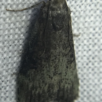 Unidentified Pyralid or Snout Moth (Pyralidae & Crambidae) at Red Hill to Yarralumla Creek - 14 Mar 2022 by Tapirlord