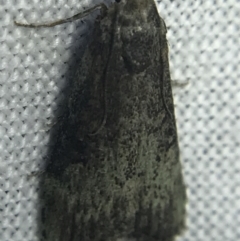 Unidentified Pyralid or Snout Moth (Pyralidae & Crambidae) (TBC) at Hughes Garran Woodland - 14 Mar 2022 by Tapirlord