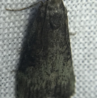 Unidentified Pyralid or Snout Moth (Pyralidae & Crambidae) at Hughes Garran Woodland - 14 Mar 2022 by Tapirlord