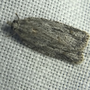 Thrincophora inconcisana at Garran, ACT - 14 Mar 2022 08:30 PM