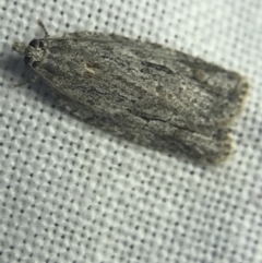 Thrincophora inconcisana at Garran, ACT - 14 Mar 2022 08:30 PM