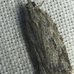 Thrincophora inconcisana at Garran, ACT - 14 Mar 2022 08:30 PM