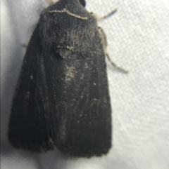 Proteuxoa sp. (21) (MoV, Part 9) (A Noctuid moth (Acronictinae)) at Garran, ACT - 14 Mar 2022 by Tapirlord