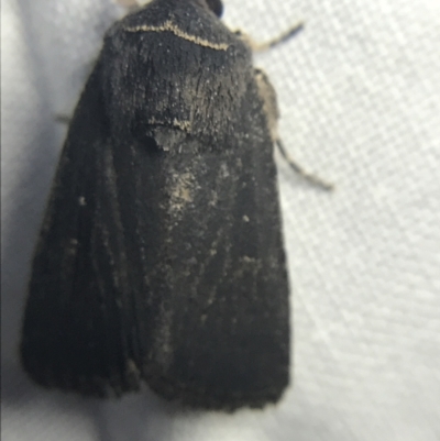 Proteuxoa sp. (21) (MoV, Part 9) (A Noctuid moth (Acronictinae)) at Garran, ACT - 14 Mar 2022 by Tapirlord