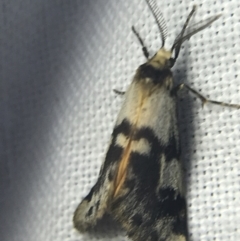 Anestia (genus) (A tiger moth) at Hughes Garran Woodland - 14 Mar 2022 by Tapirlord