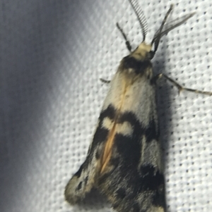 Anestia (genus) at Garran, ACT - 14 Mar 2022 08:16 PM