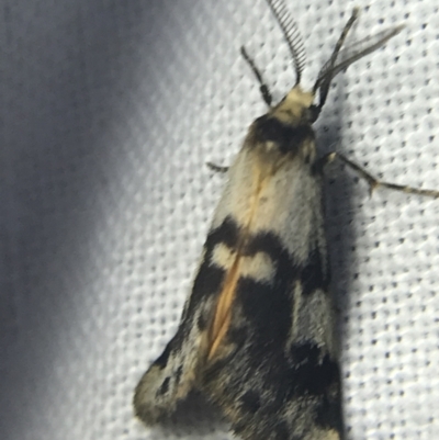 Anestia (genus) (A tiger moth) at Hughes Garran Woodland - 14 Mar 2022 by Tapirlord