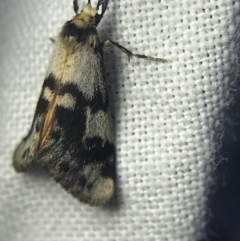 Anestia (genus) at Garran, ACT - 14 Mar 2022 08:16 PM