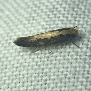 Monopis crocicapitella at Garran, ACT - 14 Mar 2022