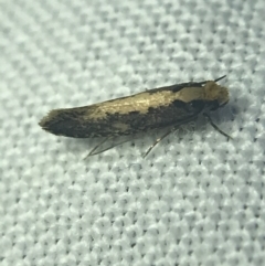 Monopis crocicapitella (Bird Nest Moth) at Hughes Garran Woodland - 14 Mar 2022 by Tapirlord