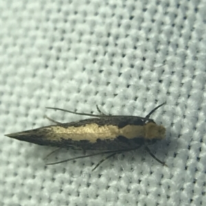 Monopis crocicapitella at Garran, ACT - 14 Mar 2022