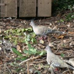 Ocyphaps lophotes (Crested Pigeon) at Belconnen, ACT - 6 Mar 2022 by JohnGiacon