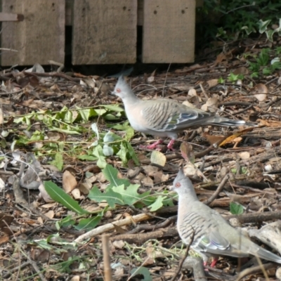 Ocyphaps lophotes (Crested Pigeon) at Flea Bog Flat to Emu Creek Corridor - 6 Mar 2022 by JohnGiacon
