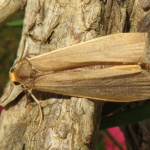 Palaeosia undescribed species at Flynn, ACT - 31 Mar 2022 04:04 PM