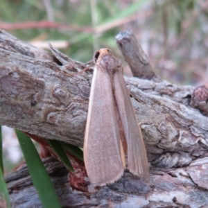 Palaeosia undescribed species at Flynn, ACT - 31 Mar 2022 04:04 PM