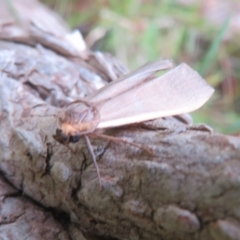 Palaeosia undescribed species at Flynn, ACT - 31 Mar 2022 04:04 PM