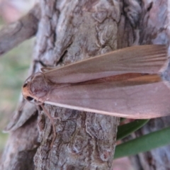 Palaeosia undescribed species at Flynn, ACT - 31 Mar 2022 04:04 PM