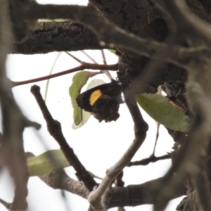 Ogyris abrota at Throsby, ACT - 29 Mar 2022 03:07 PM