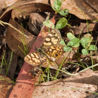 Oreixenica lathoniella (Silver Xenica) at Lower Cotter Catchment - 30 Mar 2022 by RAllen