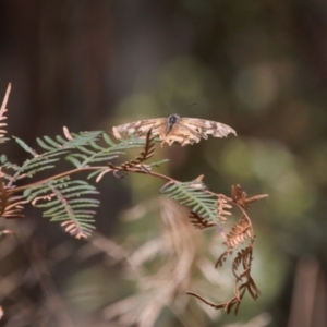 Heteronympha banksii at Cotter River, ACT - suppressed