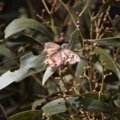 Heteronympha banksii at Cotter River, ACT - suppressed