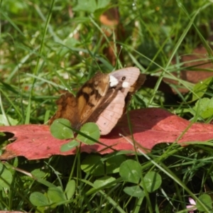 Heteronympha banksii at Cotter River, ACT - 30 Mar 2022