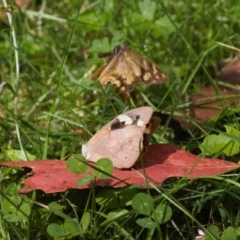 Heteronympha banksii at Cotter River, ACT - suppressed