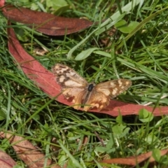 Heteronympha banksii at Cotter River, ACT - suppressed