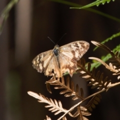 Heteronympha banksii at Cotter River, ACT - suppressed