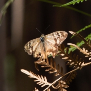 Heteronympha banksii at Cotter River, ACT - suppressed